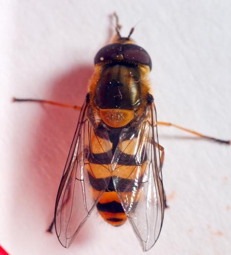 Réf. 302 662 : Syrphus torvus